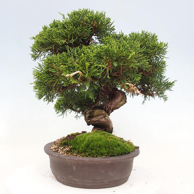 Vonkajší bonsai - Juniperus chinensis Itoigawa-Jalovec čínsky - 2