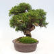 Vonkajší bonsai - Juniperus chinensis Itoigawa-Jalovec čínsky - 2/5