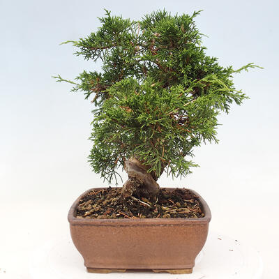 Vonkajší bonsai - Juniperus chinensis Itoigawa-Jalovec čínsky - 2