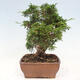 Vonkajší bonsai - Juniperus chinensis Itoigawa-Jalovec čínsky - 2/5