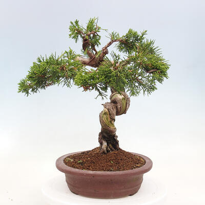 Vonkajší bonsai - Juniperus chinensis Itoigawa-Jalovec čínsky - 2