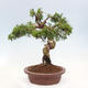 Vonkajší bonsai - Juniperus chinensis Itoigawa-Jalovec čínsky - 2/5