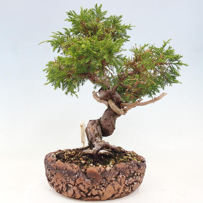 Vonkajší bonsai - Juniperus chinensis Itoigawa-Jalovec čínsky - 2