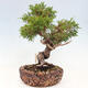 Vonkajší bonsai - Juniperus chinensis Itoigawa-Jalovec čínsky - 2/4