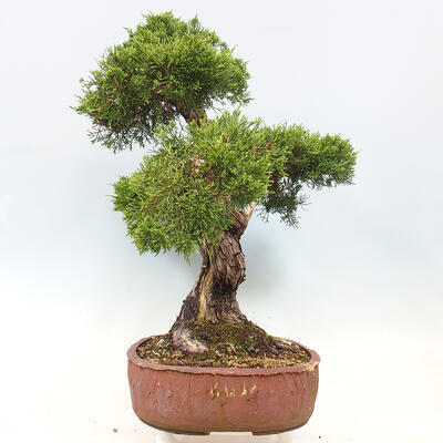 Vonkajší bonsai - Juniperus chinensis Itoigawa-Jalovec čínsky - 2