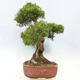 Vonkajší bonsai - Juniperus chinensis Itoigawa-Jalovec čínsky - 2/5