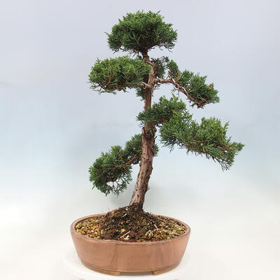 Vonkajší bonsai - Juniperus chinensis Kishu -Jalovec čínsky - 2