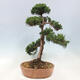 Vonkajší bonsai - Juniperus chinensis Kishu -Jalovec čínsky - 2/4