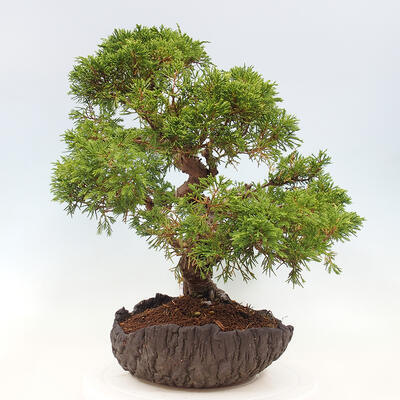 Vonkajší bonsai - Juniperus chinensis Kishu -Jalovec čínsky - 2