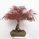 Vonkajší bonsai - Javor dlanitolistý - Acer palmatum RED PYGMY - 2/5