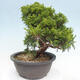 Vonkajší bonsai - Juniperus chinensis Itoigawa -Jalovec čínsky - 2/4