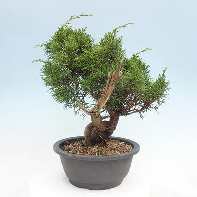 Vonkajší bonsai - Juniperus chinensis Itoigawa -Jalovec čínsky - 2