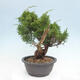 Vonkajší bonsai - Juniperus chinensis Itoigawa -Jalovec čínsky - 2/5