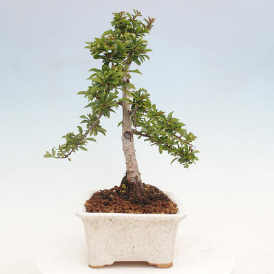 Vonkajší bonsai - Pyracantha tetón - Hlohyňa šarlátová - 2