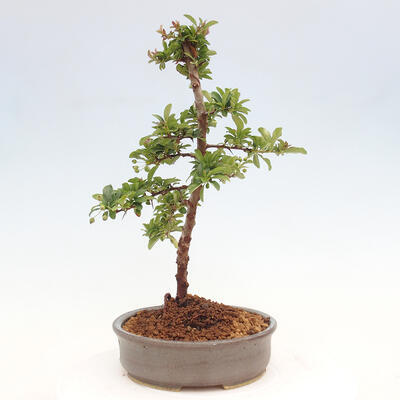 Vonkajší bonsai - Pyracantha tetón - Hlohyňa šarlátová - 2