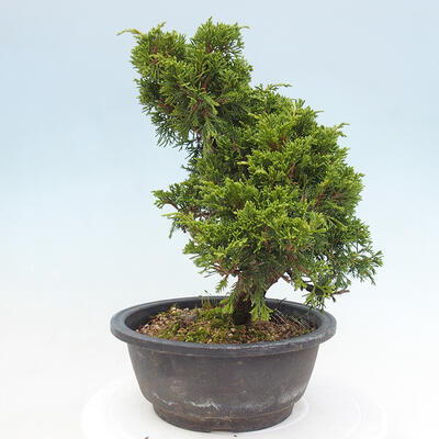 Vonkajší bonsai - Juniperus chinensis Itoigawa -Jalovec čínsky - 2