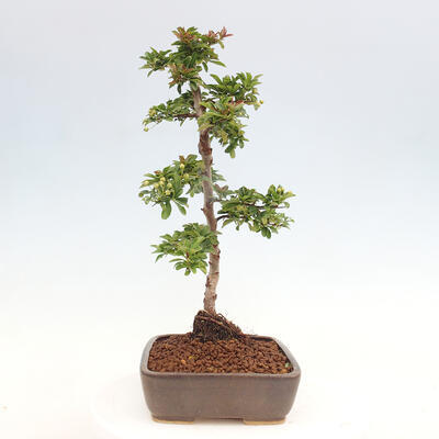 Vonkajší bonsai - Pyracantha tetón - Hlohyňa šarlátová - 2