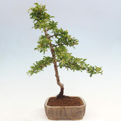 Vonkajší bonsai - Pyracantha tetón - Hlohyňa šarlátová - 2