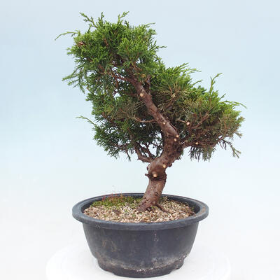 Vonkajší bonsai - Juniperus chinensis Itoigawa -Jalovec čínsky - 2