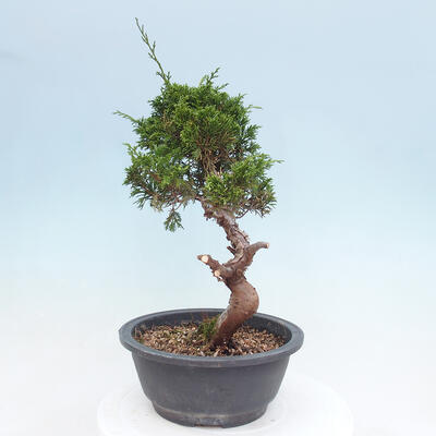 Vonkajší bonsai - Juniperus chinensis Itoigawa -Jalovec čínsky - 2