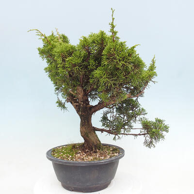 Vonkajší bonsai - Juniperus chinensis Itoigawa -Jalovec čínsky - 2