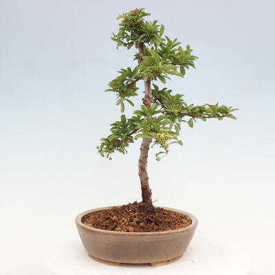 Vonkajší bonsai - Pyracantha tetón - Hlohyňa šarlátová - 2