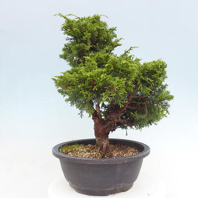 Vonkajší bonsai - Juniperus chinensis Itoigawa -Jalovec čínsky - 2