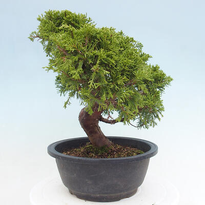 Vonkajší bonsai - Juniperus chinensis Itoigawa -Jalovec čínsky - 2