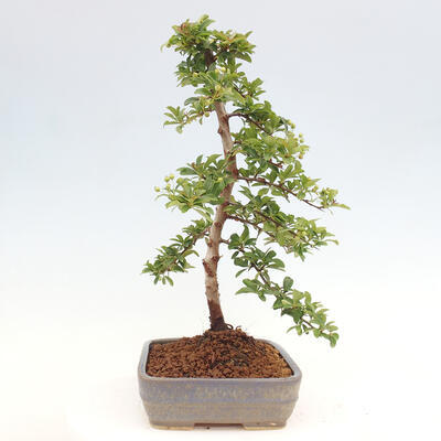 Vonkajší bonsai - Pyracantha tetón - Hlohyňa šarlátová - 2