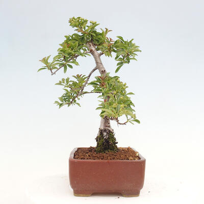 Vonkajší bonsai - Pyracantha tetón - Hlohyňa šarlátová - 2