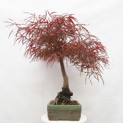 Vonkajší bonsai - Javor dlanitolistý - Acer palmatum RED PYGMY - 2