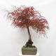 Vonkajší bonsai - Javor dlanitolistý - Acer palmatum RED PYGMY - 2/6