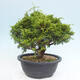 Vonkajší bonsai - Juniperus chinensis Itoigawa -Jalovec čínsky - 2/4