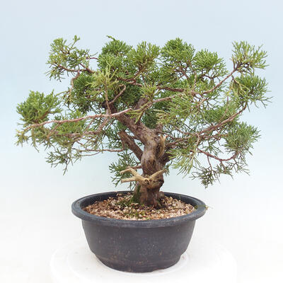 Vonkajší bonsai - Juniperus chinensis Itoigawa -Jalovec čínsky - 2