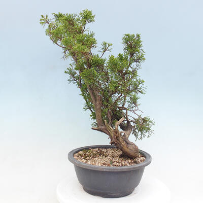 Vonkajší bonsai - Juniperus chinensis Itoigawa -Jalovec čínsky - 2