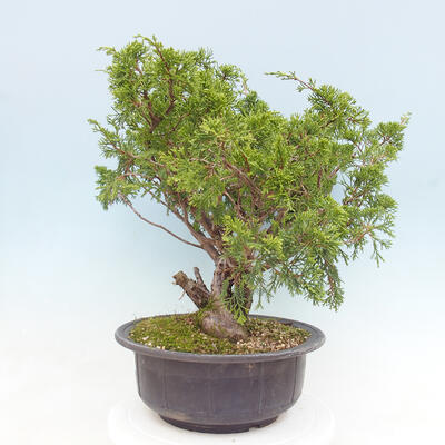 Vonkajší bonsai - Juniperus chinensis Itoigawa -Jalovec čínsky - 2