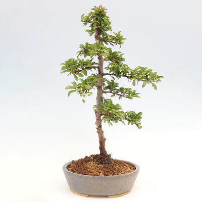 Vonkajší bonsai - Pyracantha tetón - Hlohyňa šarlátová - 2