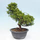 Vonkajší bonsai - Juniperus chinensis Itoigawa -Jalovec čínsky - 2/4