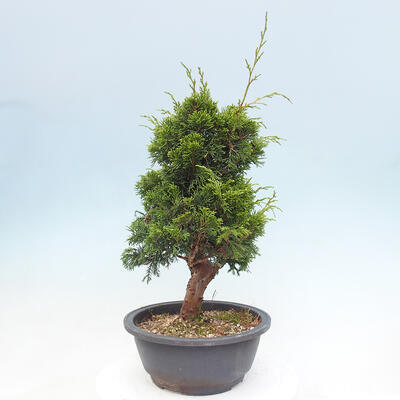 Vonkajší bonsai - Juniperus chinensis Itoigawa -Jalovec čínsky - 2