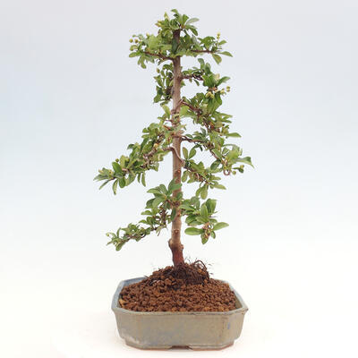 Vonkajší bonsai - Pyracantha tetón - Hlohyňa šarlátová - 2