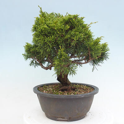 Vonkajší bonsai - Juniperus chinensis Itoigawa -Jalovec čínsky - 2