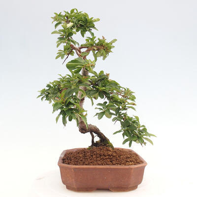 Vonkajší bonsai - Pyracantha tetón - Hlohyňa šarlátová - 2