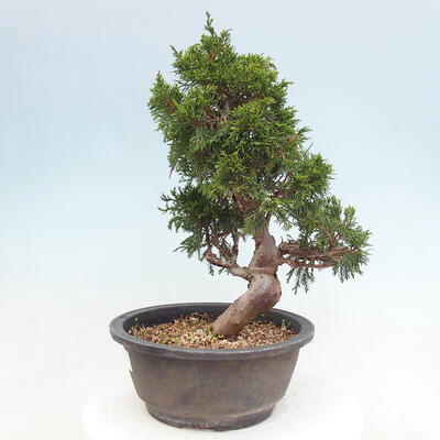 Vonkajší bonsai - Juniperus chinensis Itoigawa -Jalovec čínsky - 2