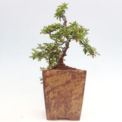 Vonkajší bonsai - Pyracantha tetón - Hlohyňa šarlátová - 2