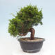 Vonkajší bonsai - Juniperus chinensis Itoigawa -Jalovec čínsky - 2/4