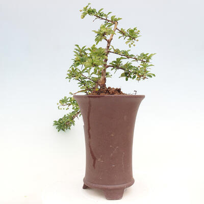 Vonkajší bonsai - Pyracantha tetón - Hlohyňa šarlátová - 2