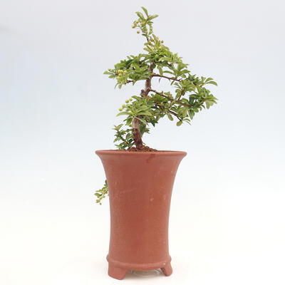 Vonkajší bonsai - Pyracantha tetón - Hlohyňa šarlátová - 2