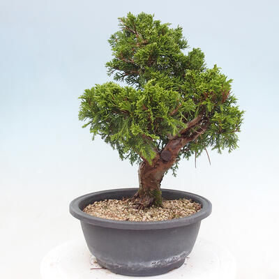 Vonkajší bonsai - Juniperus chinensis Itoigawa -Jalovec čínsky - 2