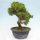 Vonkajší bonsai - Juniperus chinensis Itoigawa -Jalovec čínsky - 2/4