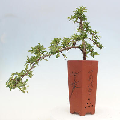 Vonkajší bonsai - Pyracantha tetón - Hlohyňa šarlátová - 2